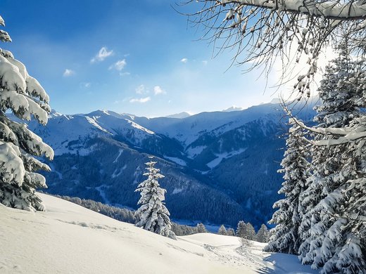 Welches Skigebiet bei Matrei am Brenner magst du am liebsten? Schneebedeckte Berge und Tannen unter klarem blauem Himmel