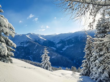 Die schönsten Skitouren in Tirol Schneebedeckte Berge und Tannen unter klarem blauem Himmel
