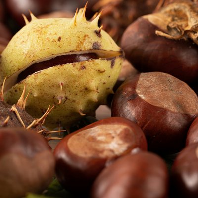 News (Liste) Nahaufnahme von Kastanien mit stacheliger Hülle