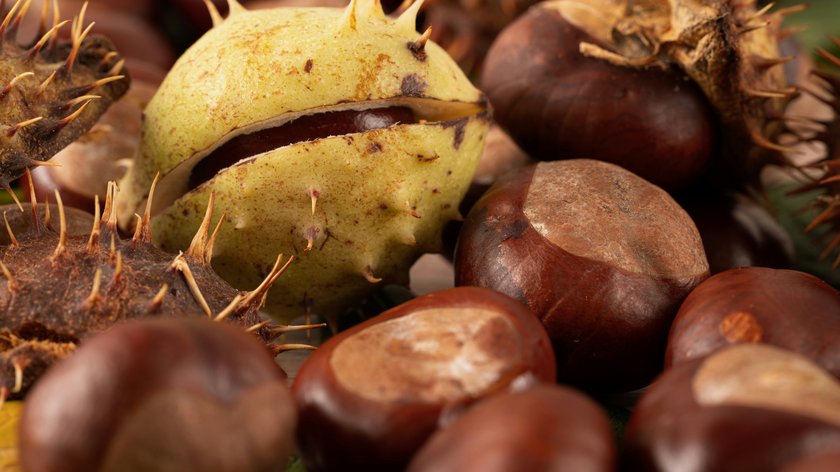 Herbst? Auf nach Südtirol! Nahaufnahme von Kastanien mit stacheliger Hülle
