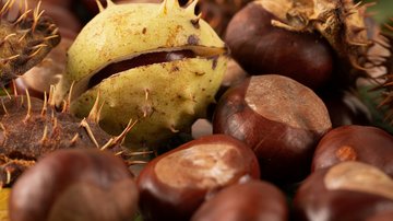 News (Liste) Nahaufnahme von Kastanien mit stacheliger Hülle