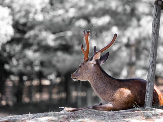 Welcome to our hotel in Matrei am Brenner Young deer lying relaxed in the forest with small antlers
