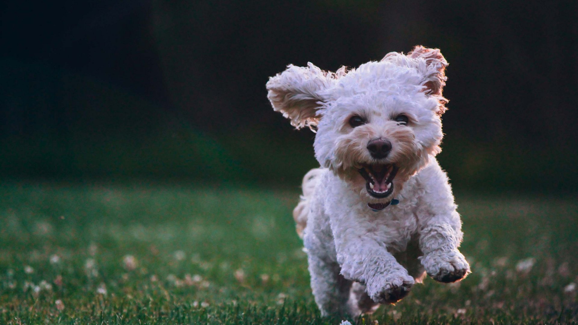 Kleiner weißer Hund rennt glücklich auf einer grünen Wiese