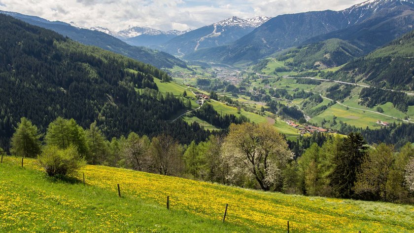 Die schönsten Panoramawanderungen im Wipptal Bergtal mit grünen Wiesen, gelben Blumen und schneebedeckten Gipfeln bei bewölktem Himmel