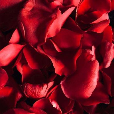 News (Liste) Rote Rosenblätter nahaufnahme auf schwarzem Hintergrund