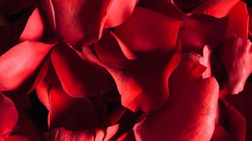 News (Liste) Rote Rosenblätter nahaufnahme auf schwarzem Hintergrund