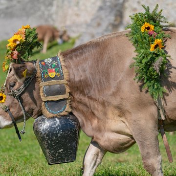 News & Tipps für den Österreich Wanderurlaub | Parkhotel Matrei Geschmückte Kuh mit Blumenkranz und großer Glocke auf einer Weide