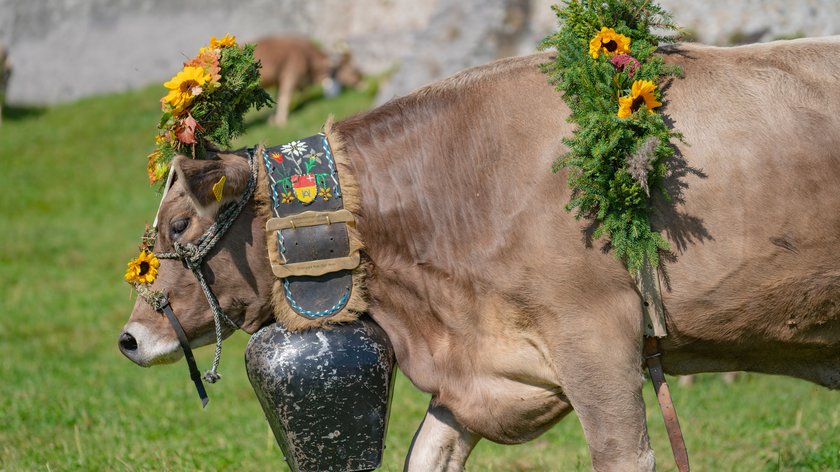 Almabtrieb im Wipptal erleben Geschmückte Kuh mit Blumenkranz und großer Glocke auf einer Weide