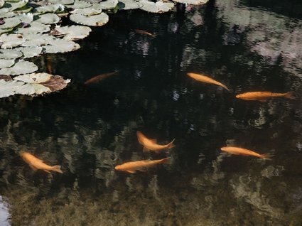 Wanderhotel in Tirol: herrliche Berge und Täler Karpfen schwimmen in einem Teich mit Seerosenblättern