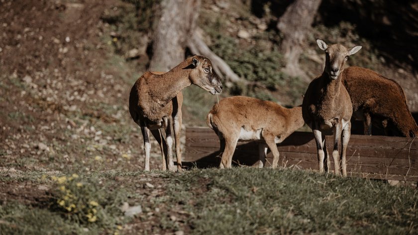 Wildgehege mit Damhirschen und Mufflons Drei braune Gämsen im Wald auf einer Wiese neben einem Baumstumpf
