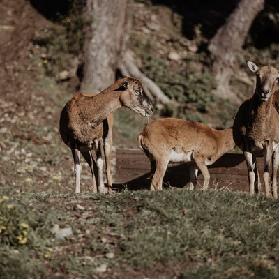 News (Liste) Drei braune Gämsen im Wald auf einer Wiese neben einem Baumstumpf