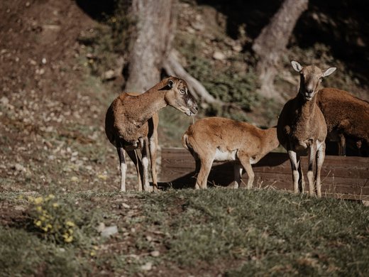 The perfect hotel for group travel in Tyrol Three brown chamois standing on a grassy patch in the forest near a tree stump